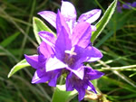 Campanula glomerata